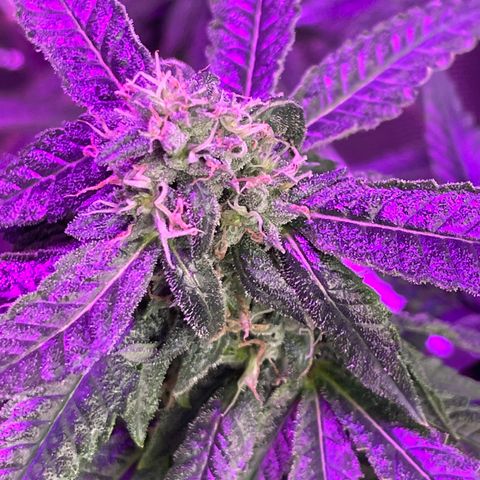 Unknown strain growlog timeline photo