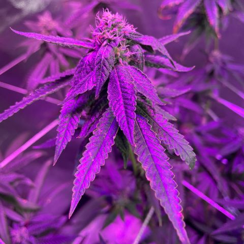 Unknown strain growlog timeline photo