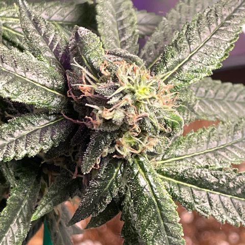 Unknown strain growlog timeline photo
