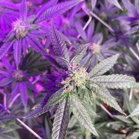 Unknown strain growlog timeline photo