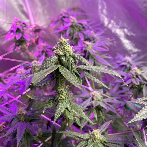 Unknown strain growlog timeline photo