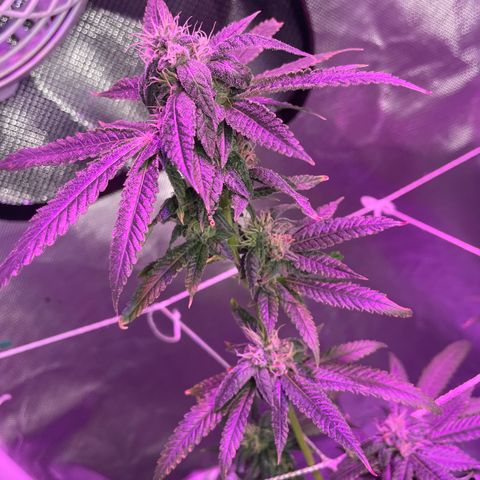 Unknown strain growlog timeline photo