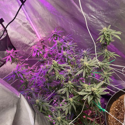 Unknown strain growlog timeline photo