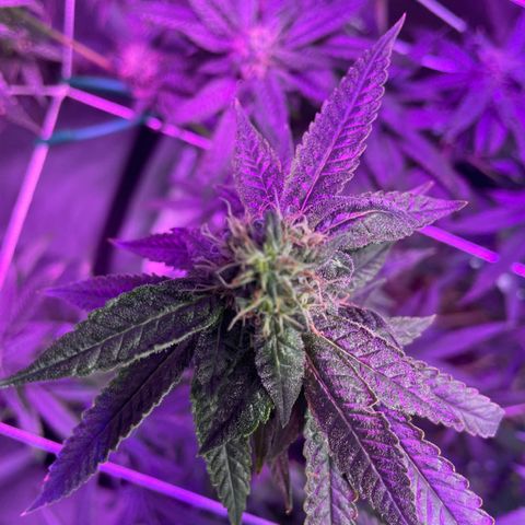 Unknown strain growlog timeline photo