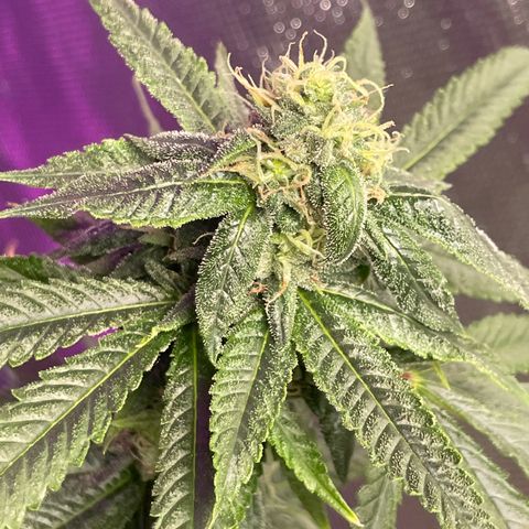 Unknown strain growlog timeline photo