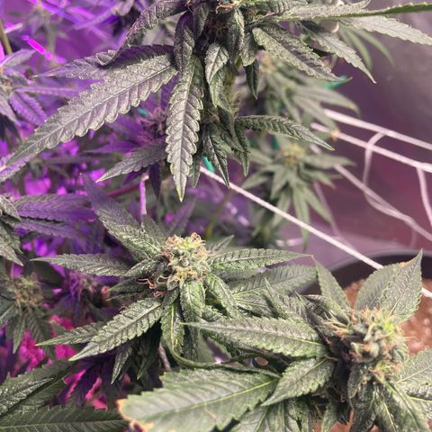 Unknown strain growlog timeline photo