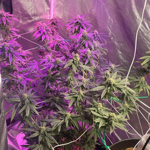 Unknown strain growlog timeline photo