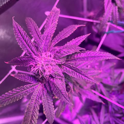 Unknown strain growlog timeline photo