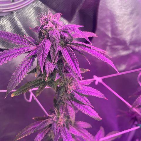 Unknown strain growlog timeline photo