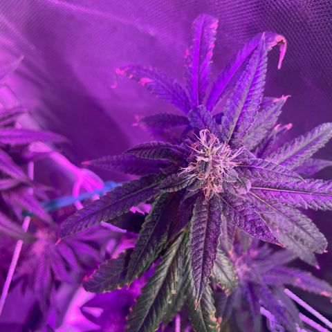 Unknown strain growlog timeline photo