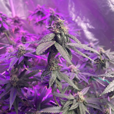 Unknown strain growlog timeline photo