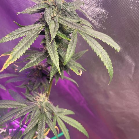 Unknown strain growlog timeline photo