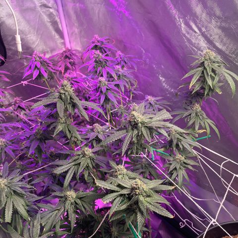 Unknown strain growlog timeline photo