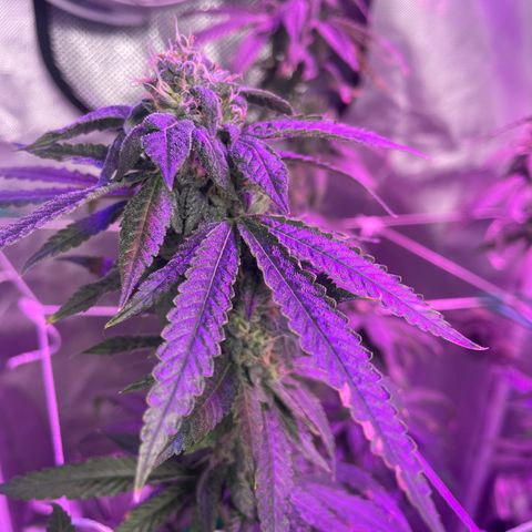 Unknown strain growlog timeline photo
