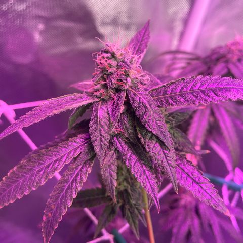 Unknown strain growlog timeline photo