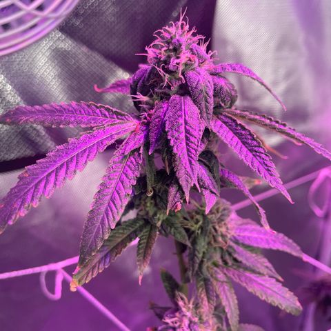 Unknown strain growlog timeline photo