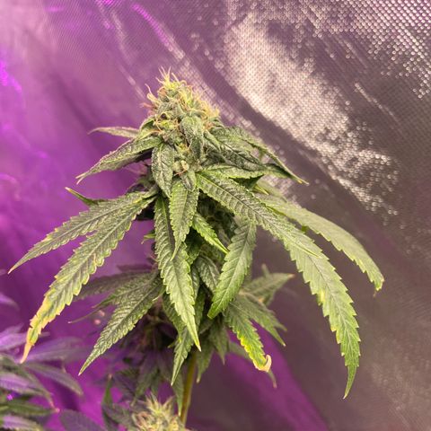 Unknown strain growlog timeline photo