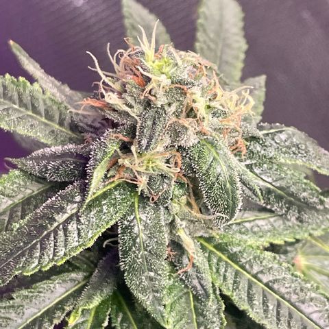 Unknown strain growlog timeline photo