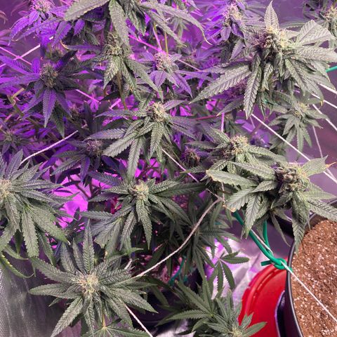 Unknown strain growlog timeline photo