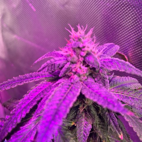 Unknown strain growlog timeline photo