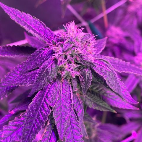 Unknown strain growlog timeline photo