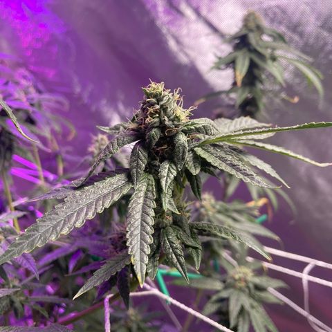 Unknown strain growlog timeline photo