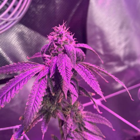 Unknown strain growlog timeline photo