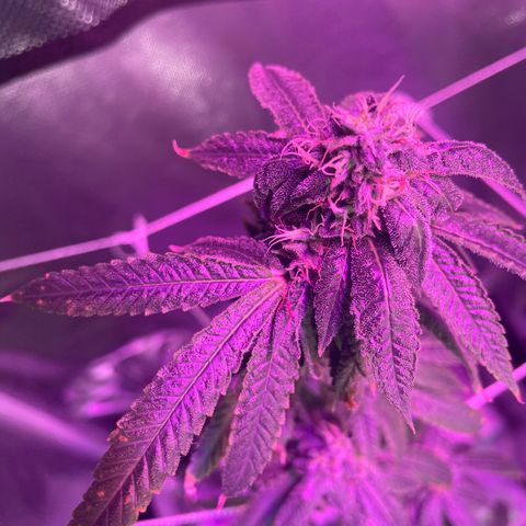 Unknown strain growlog timeline photo