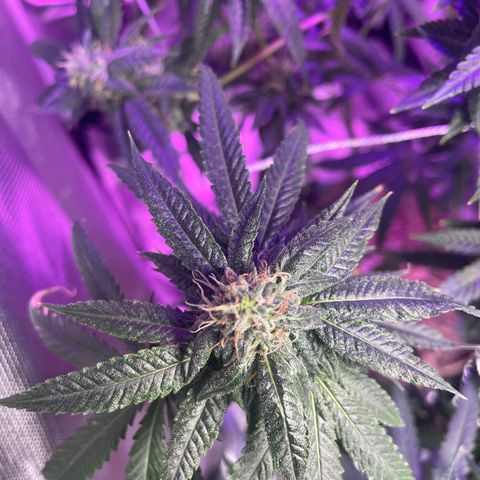 Unknown strain growlog timeline photo