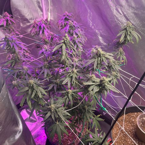 Unknown strain growlog timeline photo