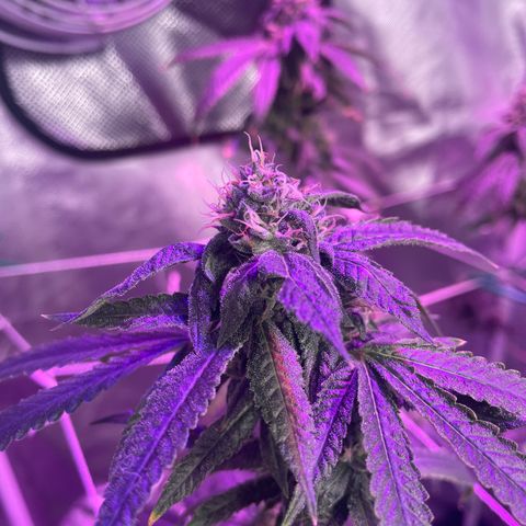 Unknown strain growlog timeline photo