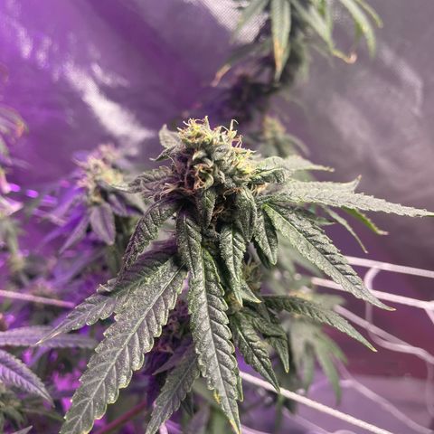 Unknown strain growlog timeline photo