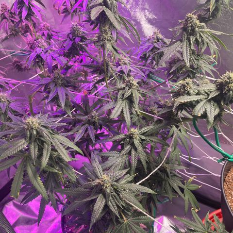 Unknown strain growlog timeline photo