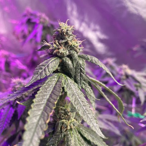 Unknown strain growlog timeline photo