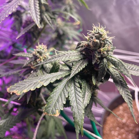 Unknown strain growlog timeline photo