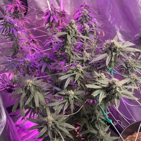 Unknown strain growlog timeline photo