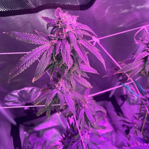 Unknown strain growlog timeline photo