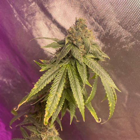 Unknown strain growlog timeline photo