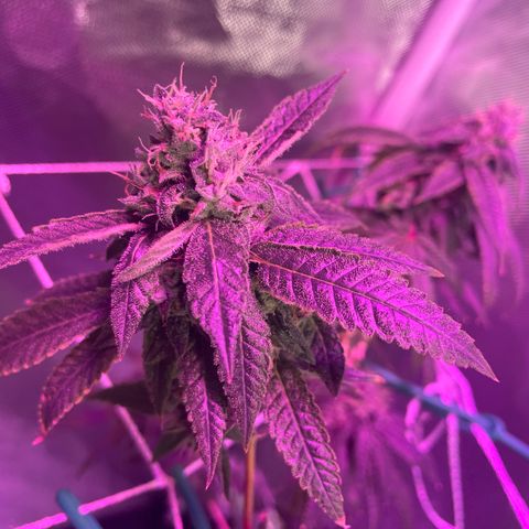 Unknown strain growlog timeline photo