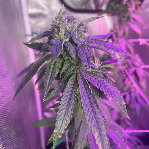 Unknown strain growlog timeline photo