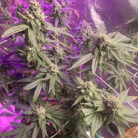 Unknown strain growlog timeline photo
