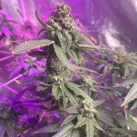 Unknown strain growlog timeline photo