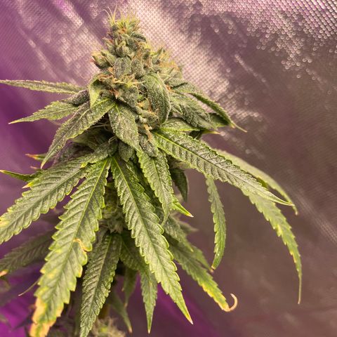 Unknown strain growlog timeline photo