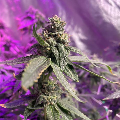 Unknown strain growlog timeline photo