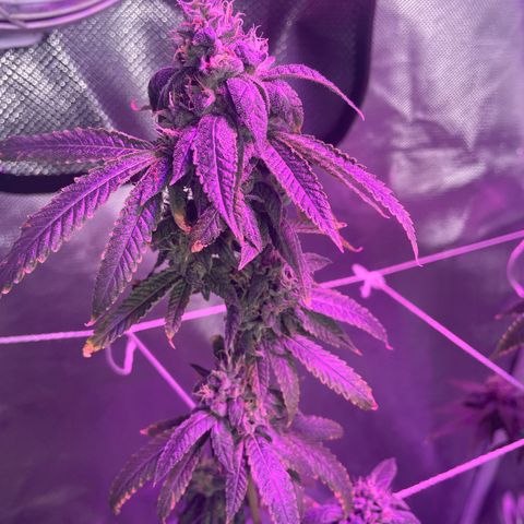 Unknown strain growlog timeline photo
