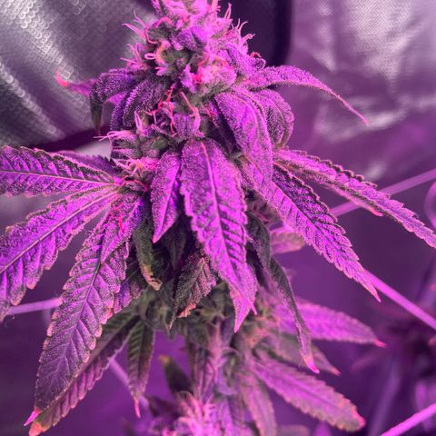 Unknown strain growlog timeline photo
