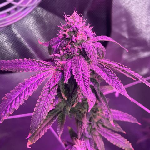 Unknown strain growlog timeline photo