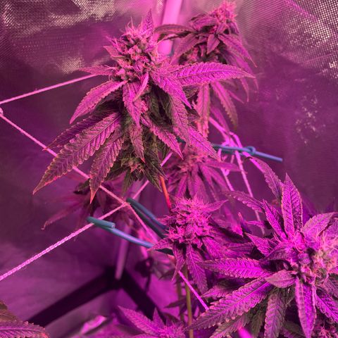 Unknown strain growlog timeline photo
