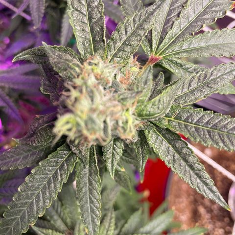 Unknown strain growlog timeline photo