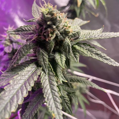 Unknown strain growlog timeline photo